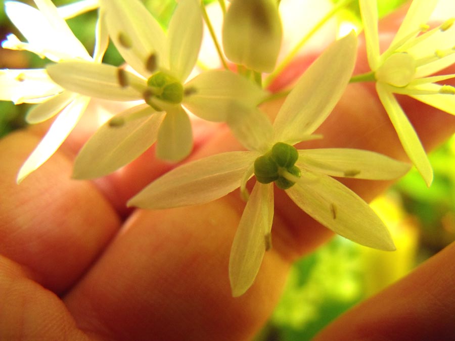 Allium ursinum